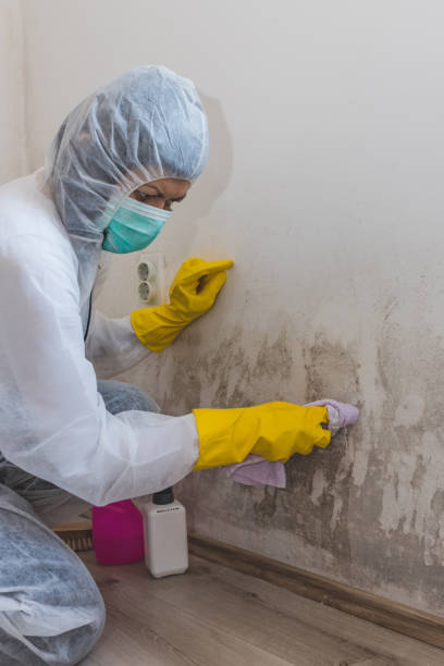  Village Of Oak Creek, AZ Mold Removal Pros
