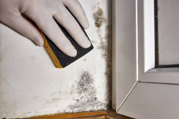 Best Airborne Mold Testing  in Village Of Oak Creek, AZ